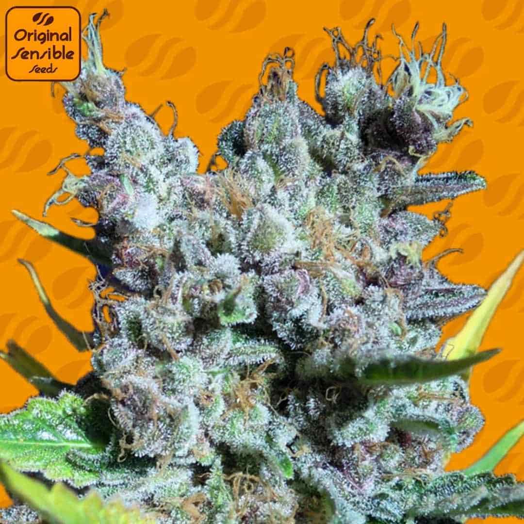 Runtz Gum Cannabisknospe mit dichter Blütenstruktur, starker Harzschicht und sichtbaren Trichomen