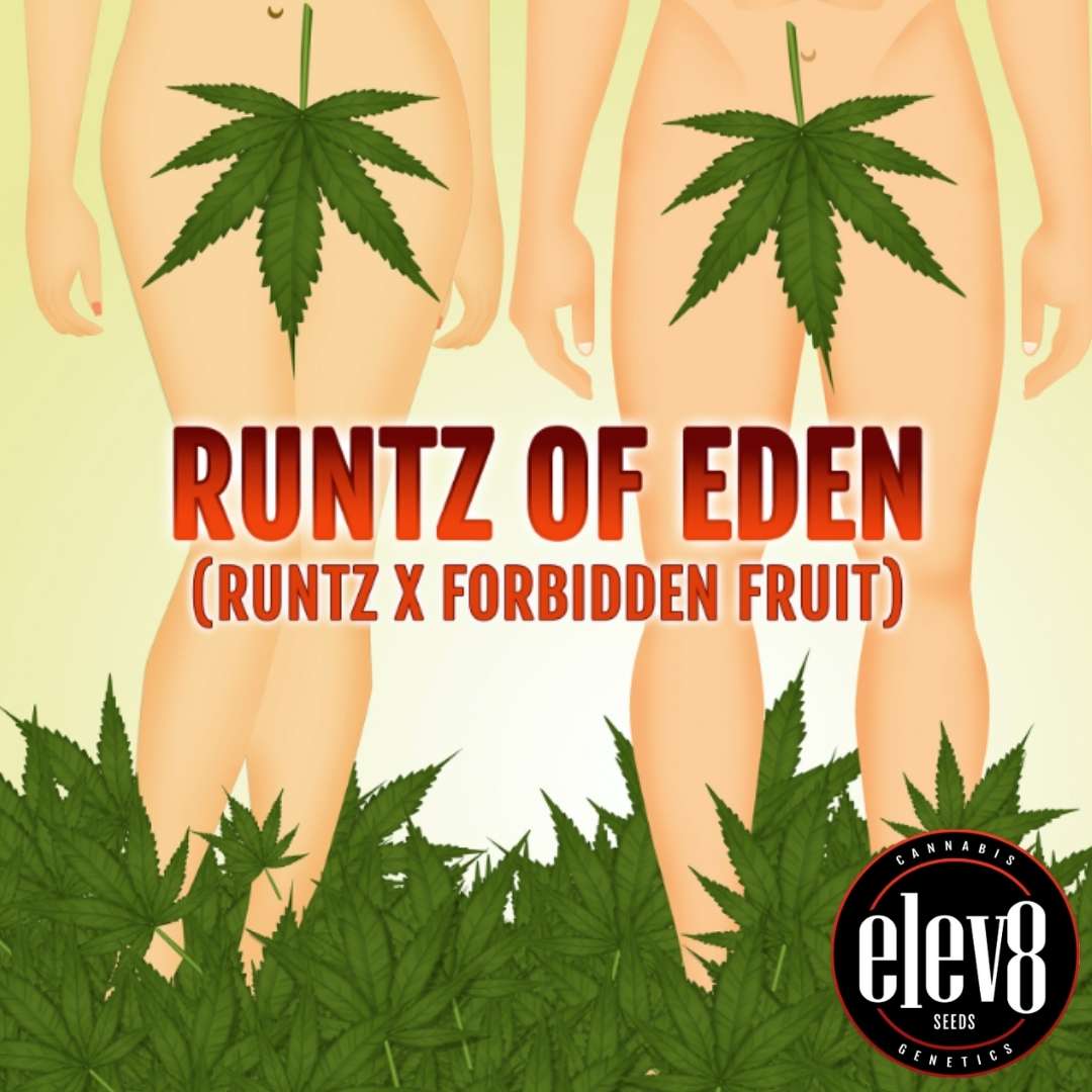 Runtz of Eden Grafik mit zwei Figuren und großen Cannabisblättern als humorvollem Fokus