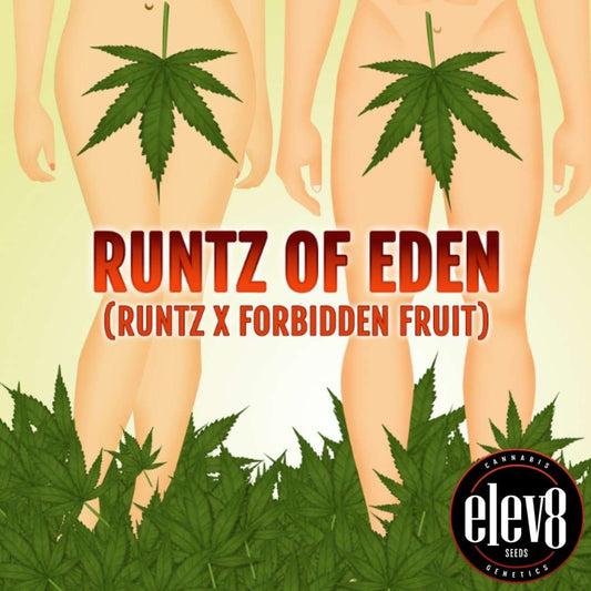 Runtz of Eden Grafik mit zwei Figuren und großen Cannabisblättern als humorvollem Fokus