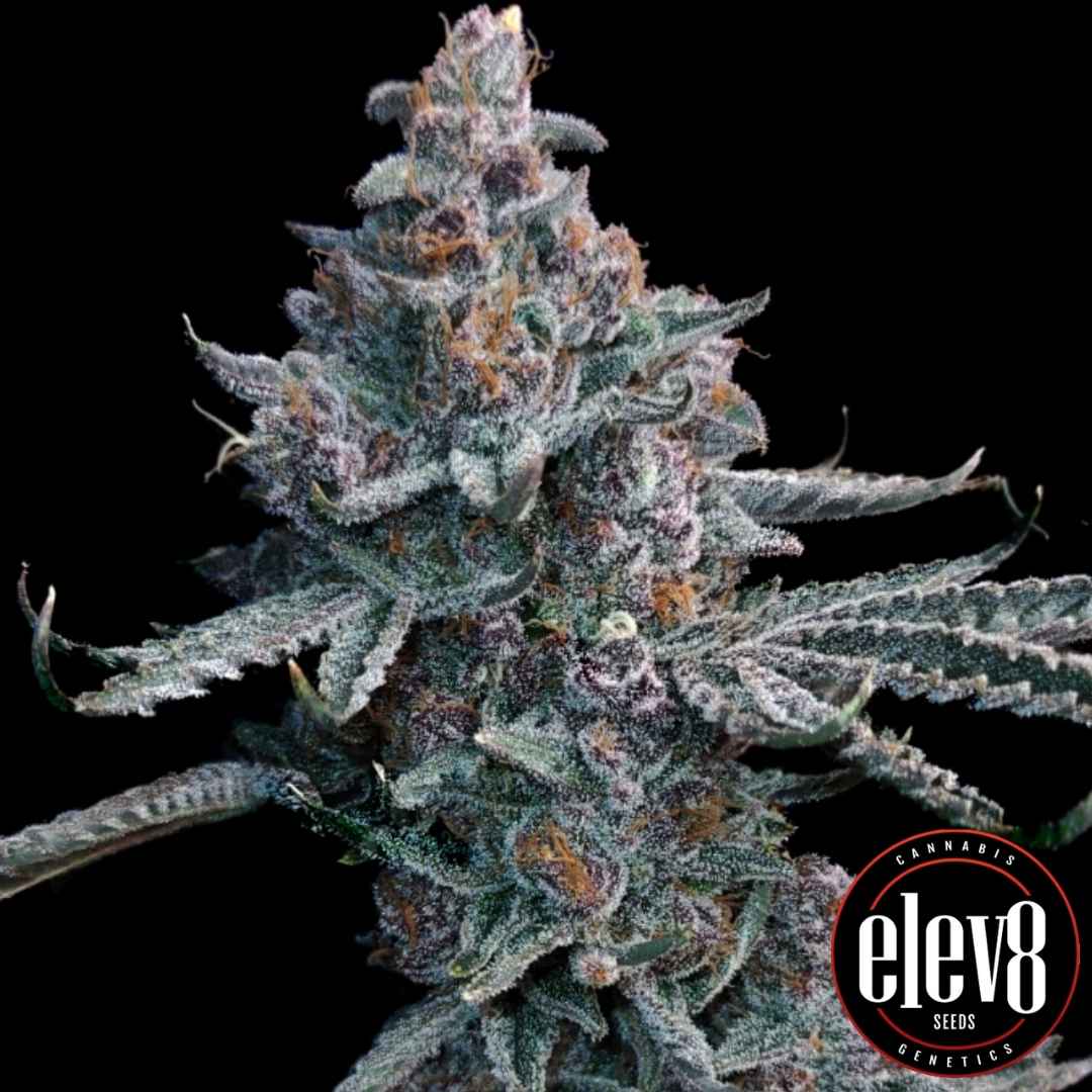Runtz of Eden Blüte mit violetten Kristallen und dichter Struktur von Elev8 Seeds