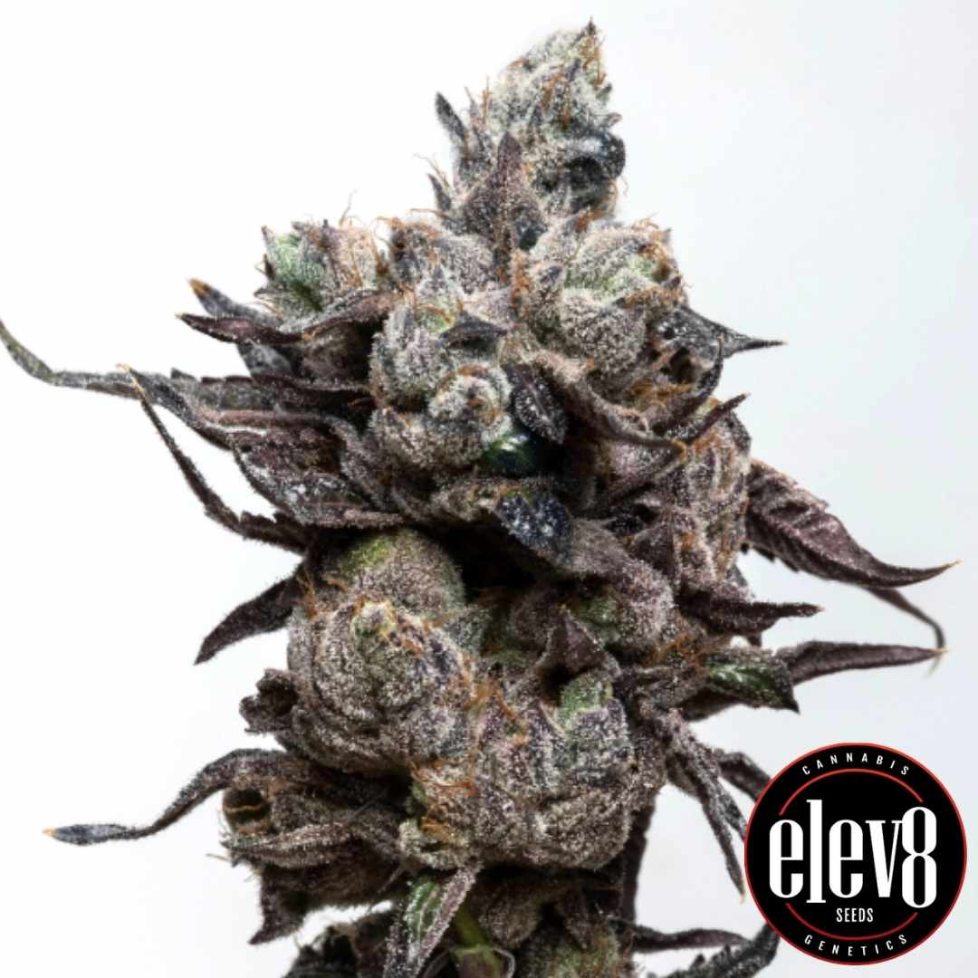 Frostige Runtz S1 Blüte mit dichten Trichomen und dunklen, violettgrünen Zuckerblättern