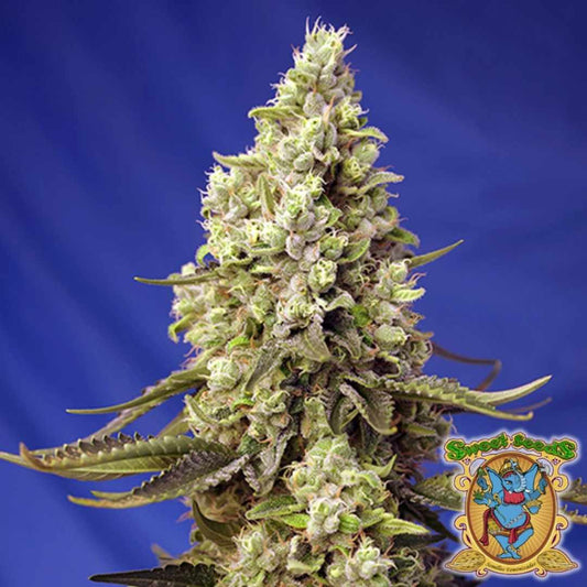 Runtz XL Auto mit dichten, harzreichen Buds und grünen Blüten, gezüchtet von Sweet Seeds