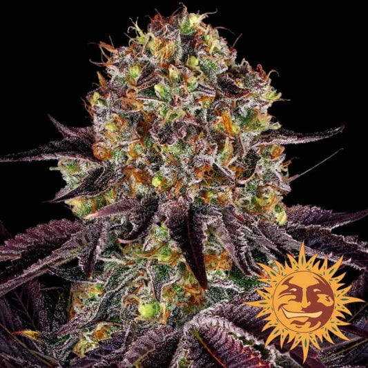 Runtz x Layer Cake Bud mit dichten, harzigen Blüten, lila Zuckerblättern und orangefarbenen Härchen.