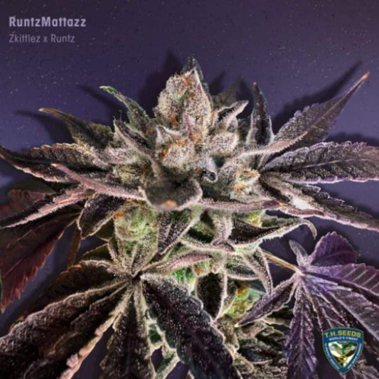RuntzMattazz Blüte mit dichter Trichomschicht, violetten Zuckerblättern und orangefarbenen Blütenfäden