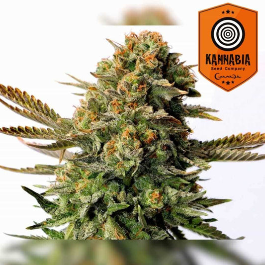 Russian Doll Cannabisblüte mit dichten grünen Buds, orangefarbenen Härchen und glitzernden Harztrichomen