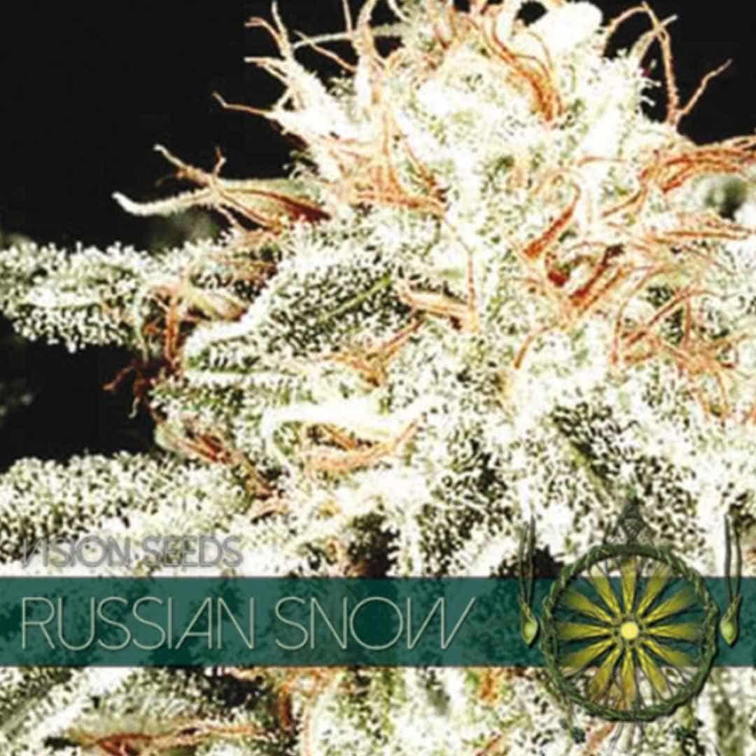 Russian Snow von Vision Seeds mit dichter heller Cannabisblüte und sichtbarer Harzschicht.