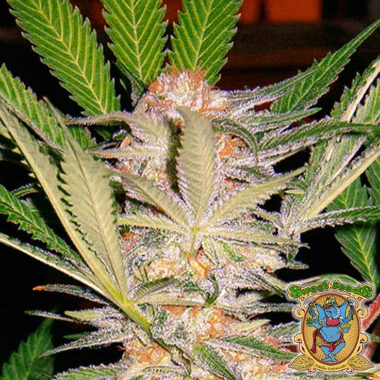 Nahaufnahme einer S.A.D. Sweet Afgani Delicious S1 Pflanze mit dichten, harzüberzogenen Buds und orangefarbenen Blütenhaaren.