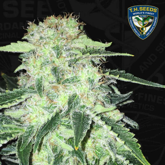 Dichte S.A.G.E. CBD Blüte mit glitzernden Trichomen, grünen Zuckerblättern und orangefarbenen Blütenfäden