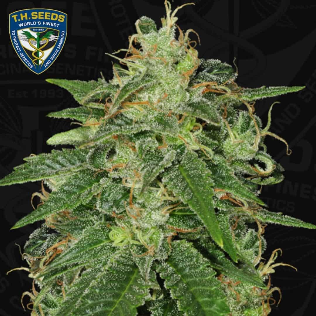 Dichte S.A.G.E. Cannabisblüte mit harzigen Trichomen, grünen Zuckerblättern und orangefarbenen Blütenfäden