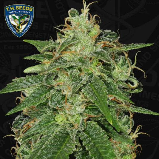 Dichte S.A.G.E. Cannabisblüte mit harzigen Trichomen, grünen Zuckerblättern und orangefarbenen Blütenfäden