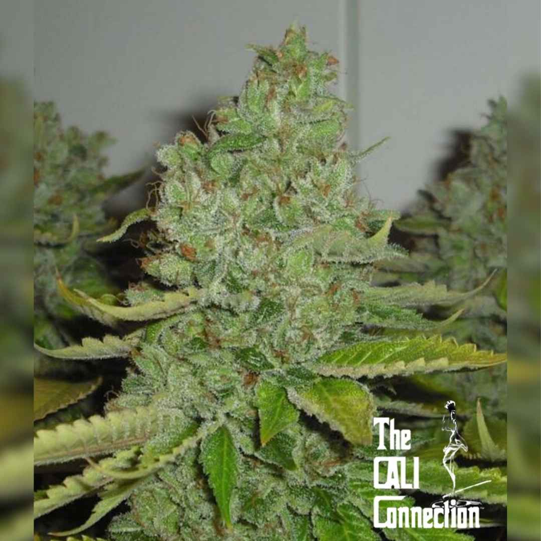 Dichte SFV OG Kush Blüte mit vielen Harzkristallen und orangefarbenen Härchen