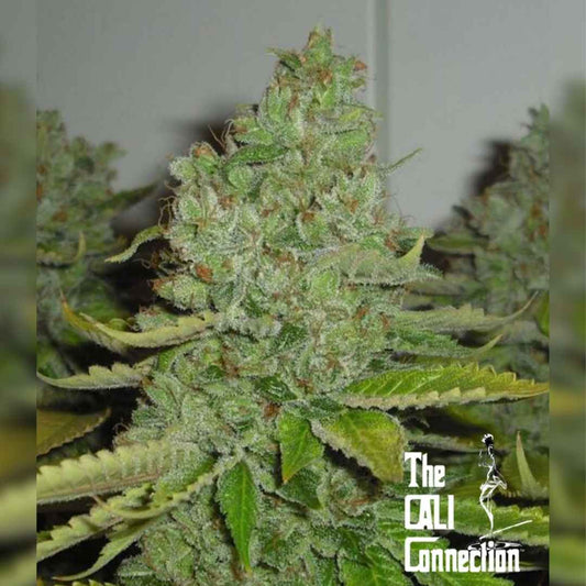Dichte SFV OG Kush Blüte mit vielen Harzkristallen und orangefarbenen Härchen