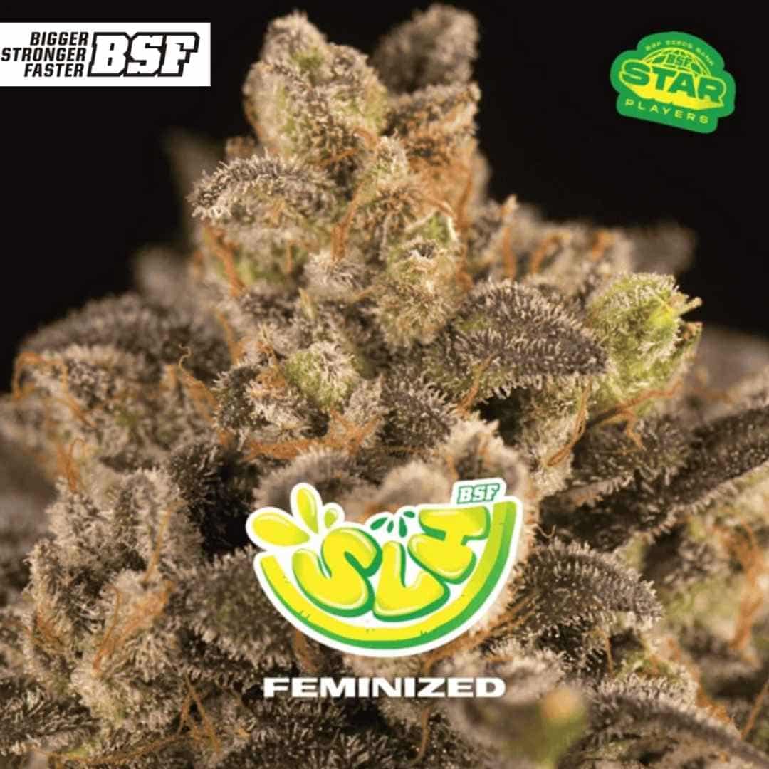 SLH Super Lemon Haze feminisierte Blüte mit dichter Harzschicht, feinen Trichomen und kompakten, leicht zitronigen Blüten