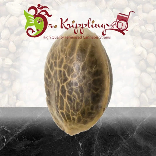 Einzelnes Chocberry CBD Cannabissamen vor marmoriertem Hintergrund, mit Dr. Krippling Logo im oberen Bildbereich.