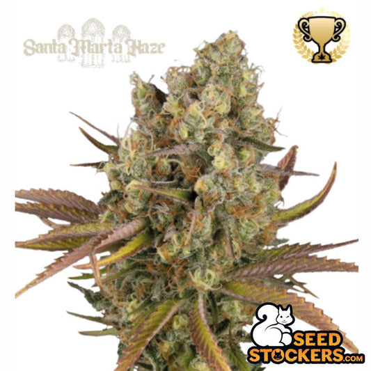 Auto Santa Marta Haze Blüte mit dichten, harzigen Buds, orangefarbenen Stempeln und ausgeprägter Sativa-Struktur