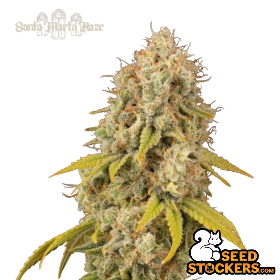Santa Marta Haze Blüte mit dichtem Bud, langen orangefarbenen Stempeln und starker Harzschicht