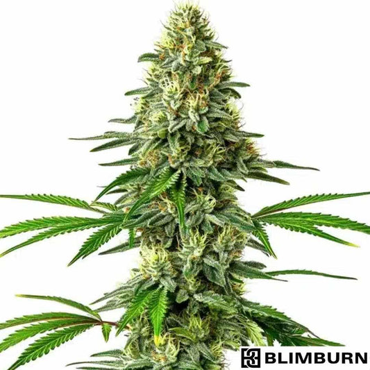 Santa Muerte Cannabispflanze mit dichter, harziger Blüte und kräftigen grünen Blättern in voller Blütephase