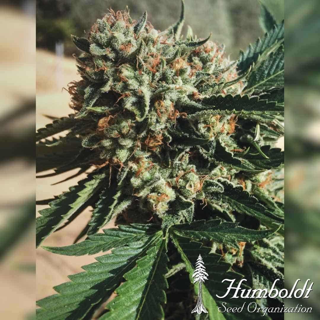 Dichte Sapphire OG Blüte mit Harzschicht und orangefarbenen Blütenhaaren
