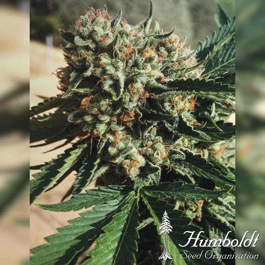 Dichte Sapphire OG Blüte mit Harzschicht und orangefarbenen Blütenhaaren