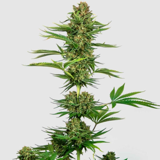 Ausgewachsene Satin Black Domina CBD-Pflanze mit dichten, harzreichen Blütenständen und fächerförmigen Blättern