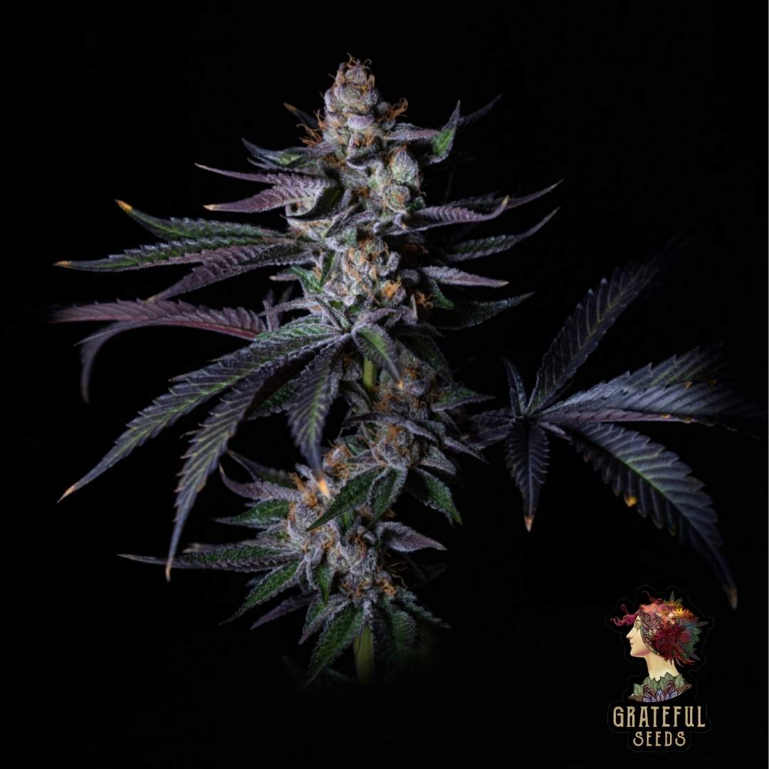 Satzuma Revenge Cannabisblüte mit dichten, harzigen Buds und violettgrünen Blättern
