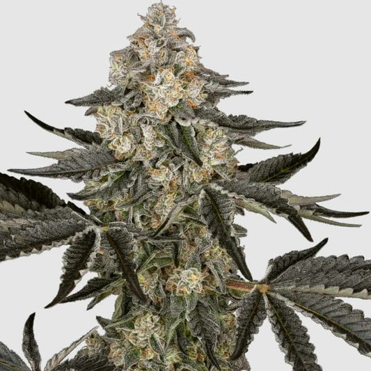 Buschige Cannabispflanze Sauvignon Blanc mit dichten harzigen Blütenknospen