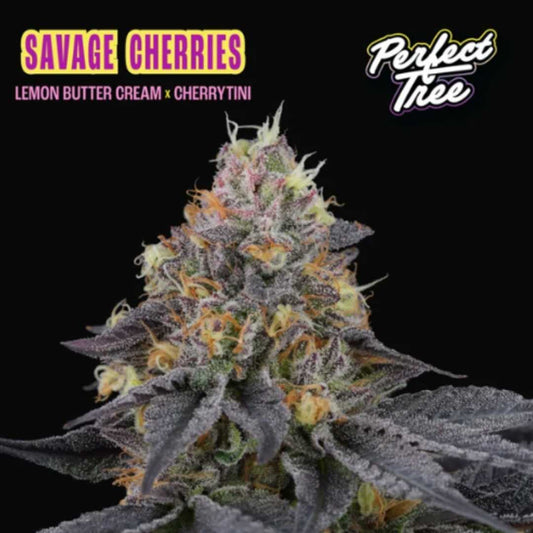 Savage Cherries Blüte mit dichter Harzschicht, violetten Blättern und orangefarbenen Stempeln