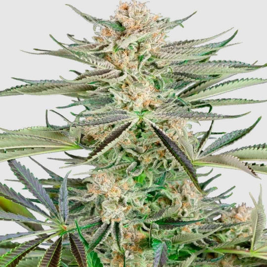 Screwdriver OG Pflanze mit dichten, harzreichen Blüten, orange Stigmen und gezackten dunkelgrünen Blättern