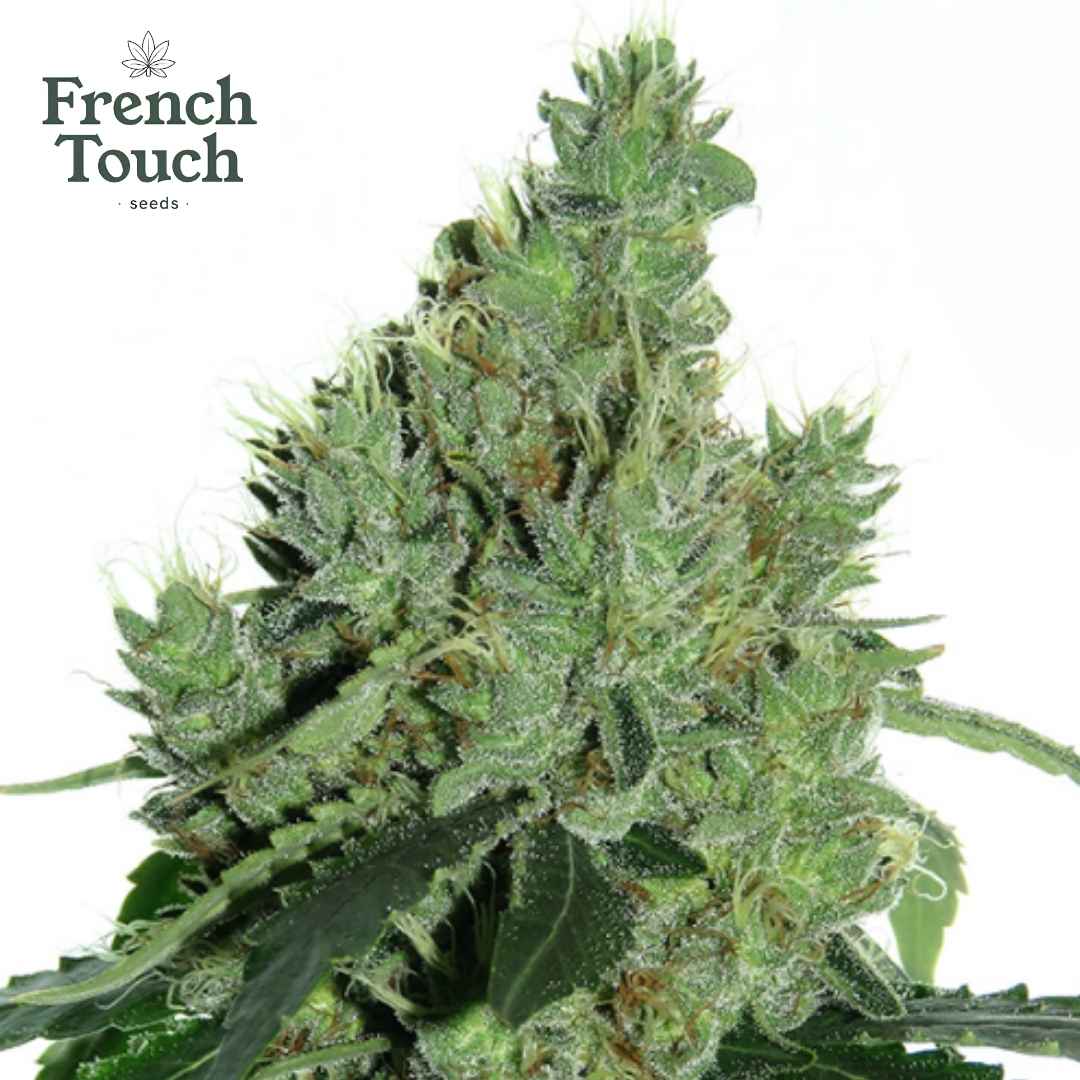 Senmbelek Cookie Cannabissamen Blüte mit harzreichen grünen Buds und sichtbaren weißen Trichomen