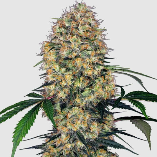 Dichter, harziger Cannabiskolben der Sorte Sensi Amnesia XXL mit grünen Blättern und orangefarbenen Härchen