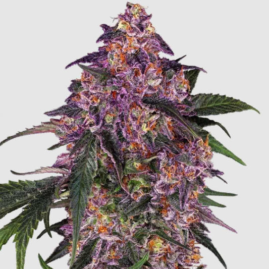 Sensi Purple Kush Blüte mit leuchtend violetten Knospen, grünen Blättern und orangefarbenen Stempeln