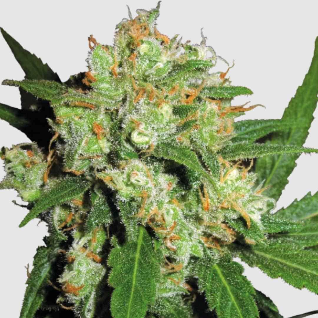Sensi Skunk Blüte mit dichten, harzigen Knospen voller Trichome und orangefarbenen Stempeln