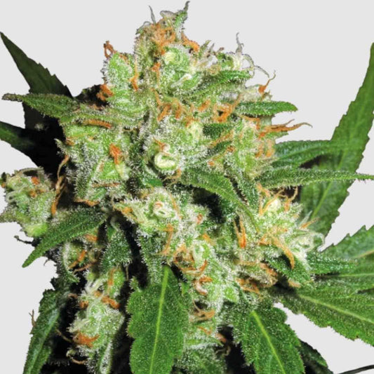 Sensi Skunk Blüte mit dichten, harzigen Knospen voller Trichome und orangefarbenen Stempeln