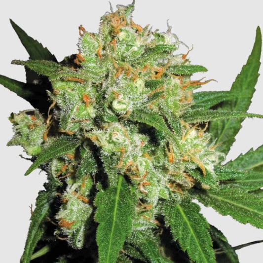 Sensi Skunk Knospe mit harzreichen Blütenständen und leuchtend orangefarbenen Stempeln