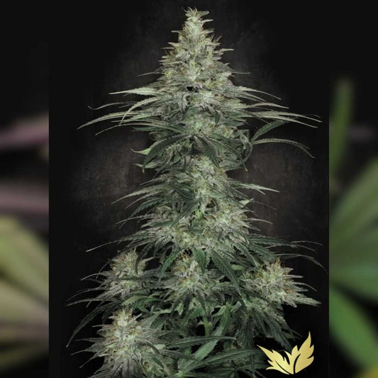 Sensi Star Cannabispflanze mit dichten, harzreichen Buds und kräftig grünen Blättern voller Trichome.