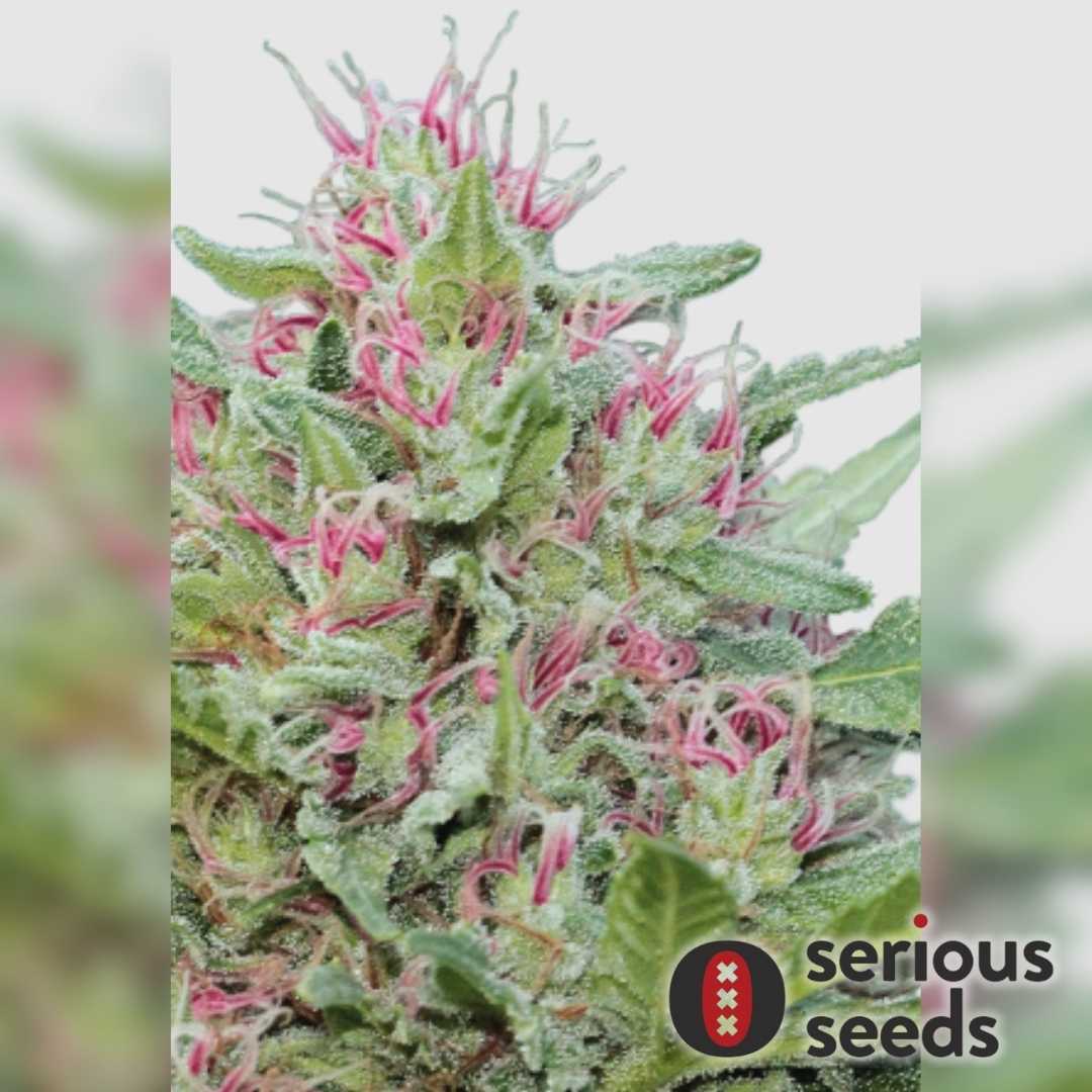 Serious 6 Blüte mit dichten Harzschichten und leuchtend pinkfarbenen Blütenstempeln