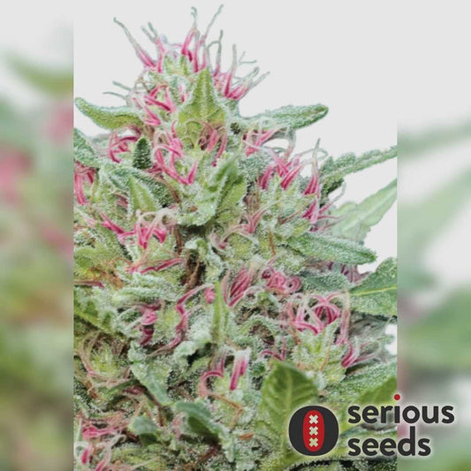 Serious 6 Blüte mit dichten Harzschichten und leuchtend pinkfarbenen Blütenstempeln