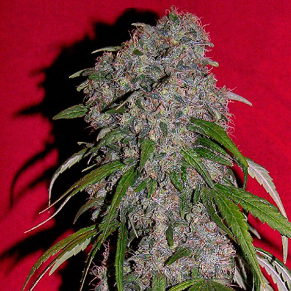 Dichte SexBud-Blüte mit lilafarbenen Trichomen und langen Zuckerblättern vor rotem Hintergrund