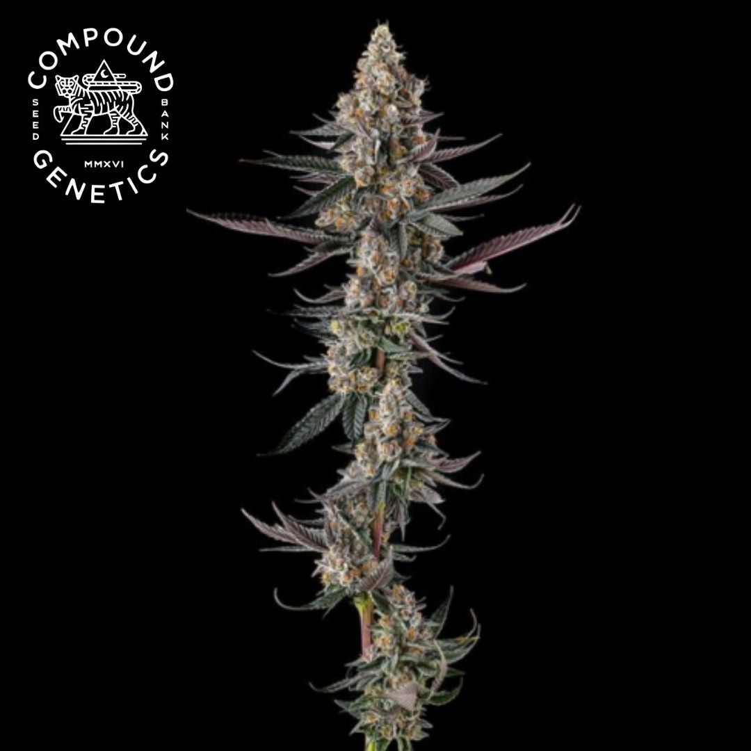 Shake Back Cannabisblüte mit dichten Buds, frostigen Trichomen und violetten Zuckerblättern