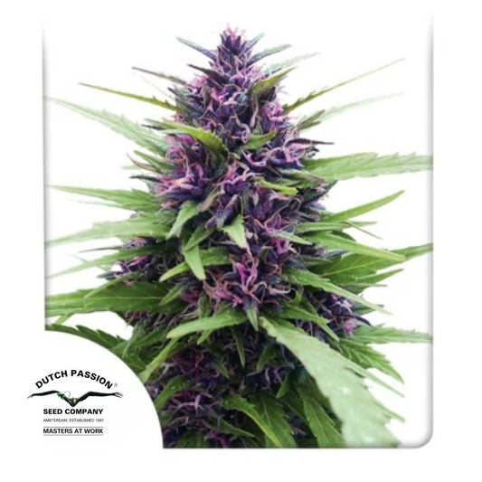 Shaman Cannabis Blüte mit leuchtend violetten Buds und grünen Blättern von Dutch Passion
