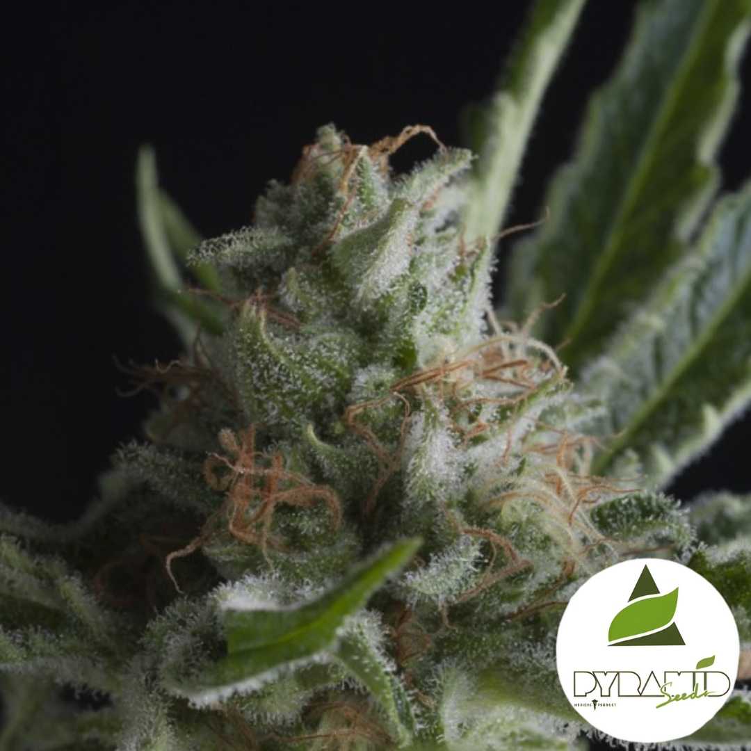 Frostige Shark CBD Blüte mit dichten Trichomen und orangefarbenen Blütenhaaren