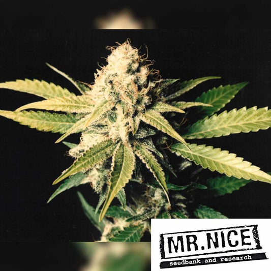 Shark Shock Blüte mit dichten Harztrichomen und kräftig grünen Blättern