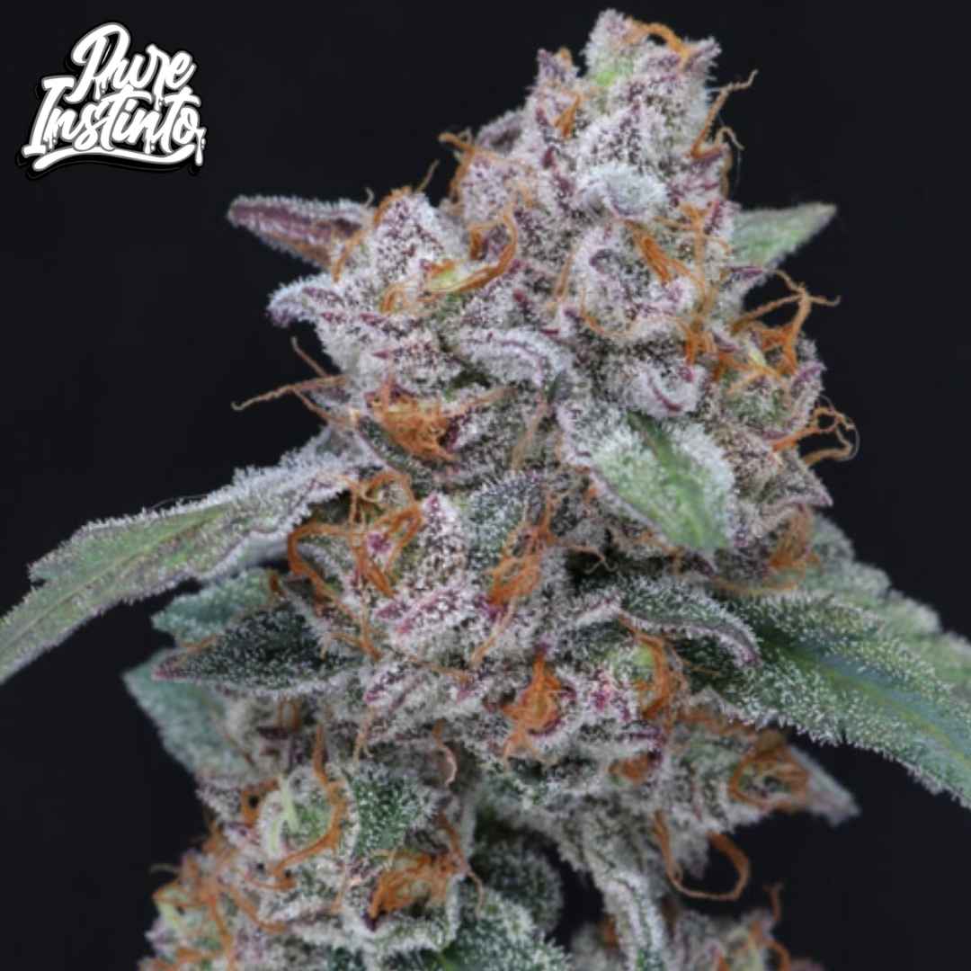 SherBacio OG Auto Blüte mit dichter Struktur, violetten Nuancen, starkem Harzbesatz und orangefarbenen Pistillen