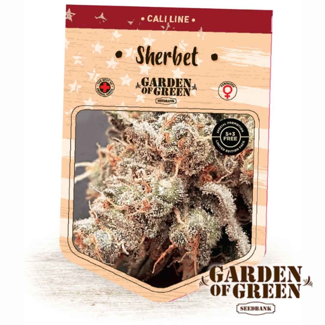 Frostige Sherbet Buds mit dichten Harzschichten und orangefarbenen Blütenhaaren in Nahaufnahme