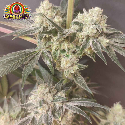 Shishkaberry Edition (Spice Of Life Seeds) Feminisiert