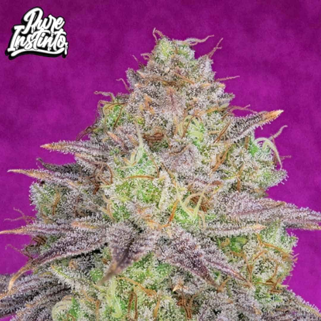Shiskaberry Cannabisblüte mit dichten harzigen Buds und orangefarbenen Stempeln, stark mit Trichomen bedeckt