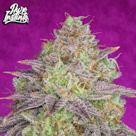 Shiskaberry Cannabisblüte mit dichten harzigen Buds und orangefarbenen Stempeln, stark mit Trichomen bedeckt