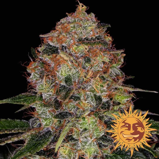 Shiskaberry Bud mit dichten Harzkristallen und leuchtend orangefarbenen Blütenhärchen
