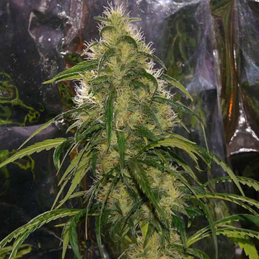 Shit Cannabispflanze mit dichten, harzigen Buds und vielen weißen Blütenhaaren im Indoor-Growraum.