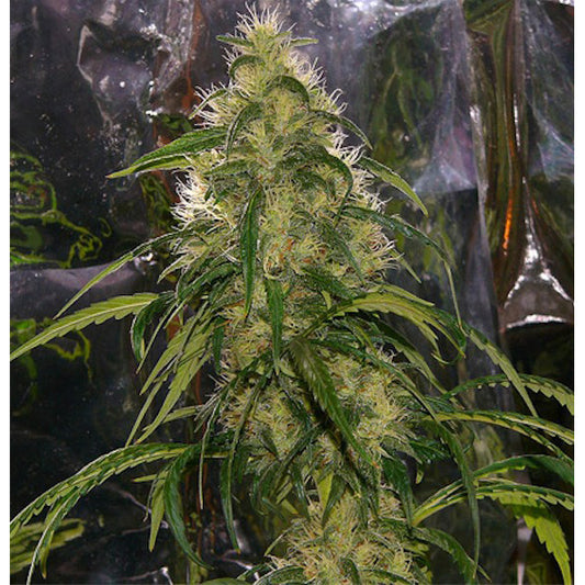 Shit Cannabispflanze mit dichten, harzigen Buds und vielen weißen Blütenhaaren im Indoor-Growraum.